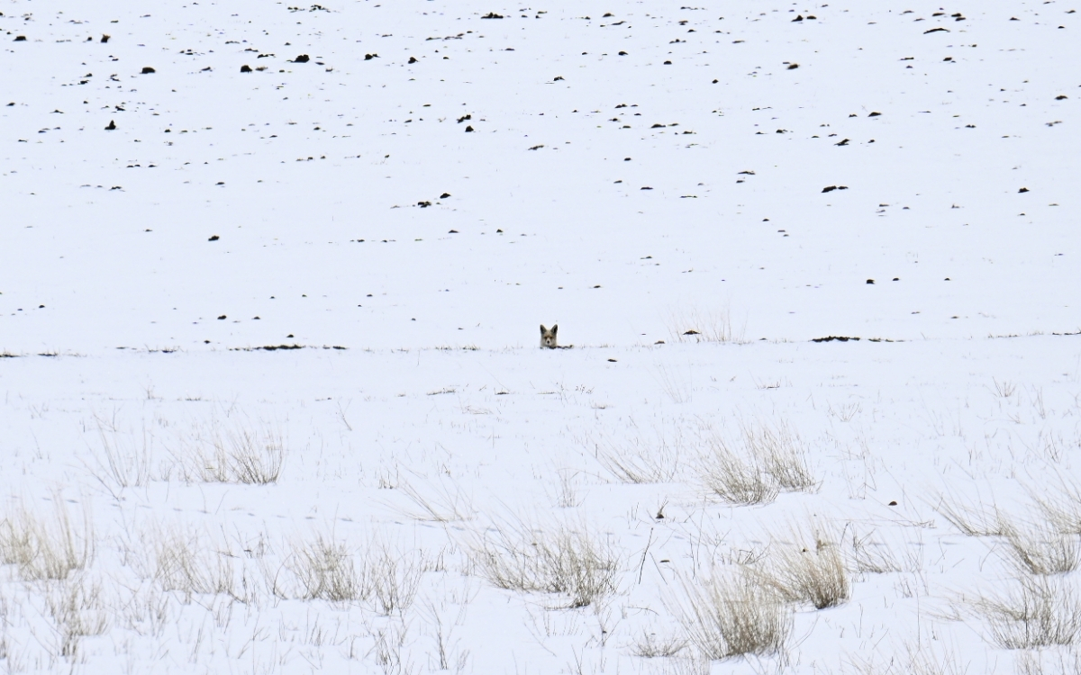 **Turkey's Highest Peak Records Most Extreme Winter in 66 Years**