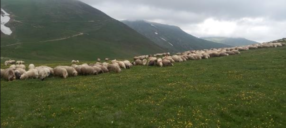 çambaşı-yayla-hayvanlar