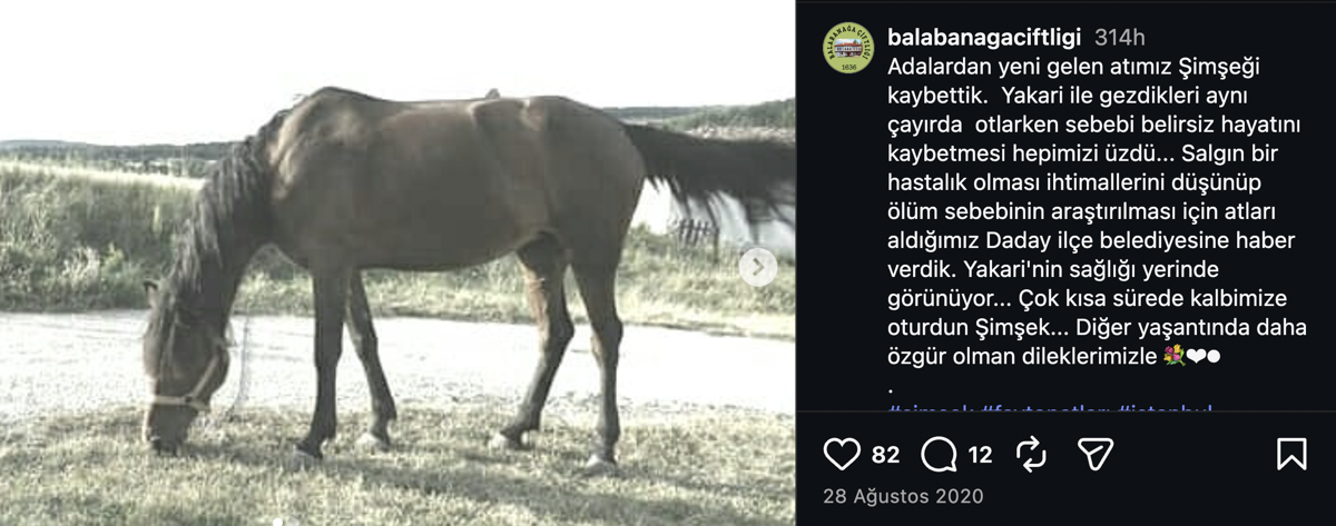 Adalar'daki atların daha önce gönderildiği Daday Belediyesine giden atlardan birinin hayatını kaybettiği paylaşıldı