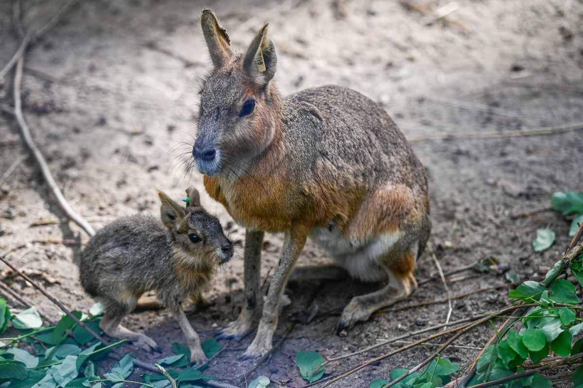 Nesli tükenme tehdidinde olan patagonya tavşanı annesi ile görüntülendi