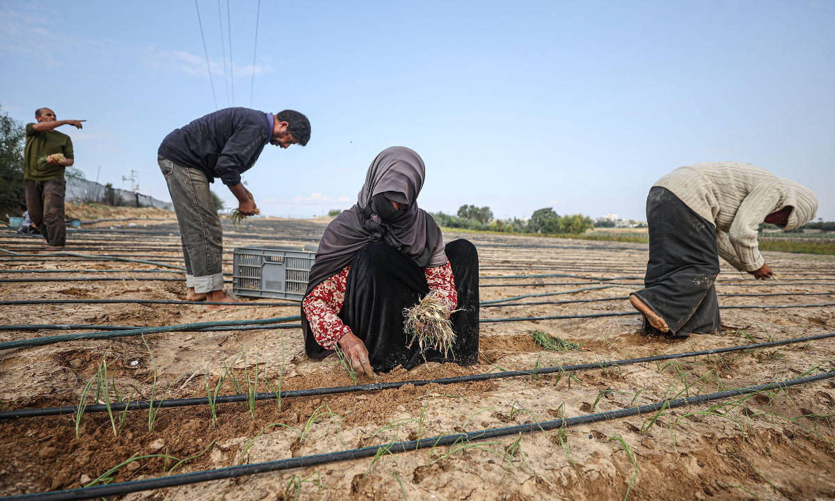 Filistinli çiftçiler, savaşın gölgesinde topraklarını işlemeye çalışıyor