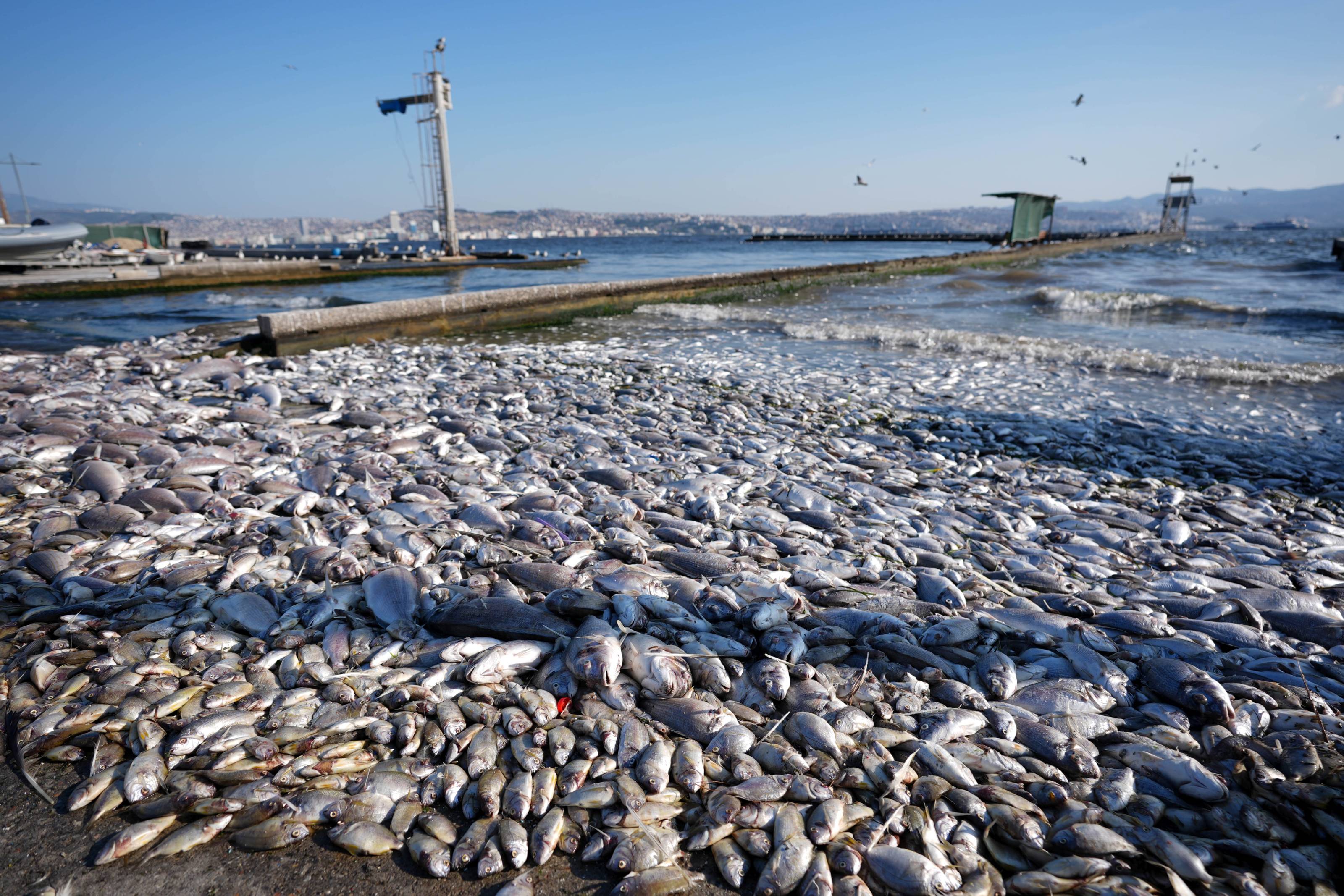 Massive fish deaths in Turkey’s İzmir caused by ‘treatment plants discharging polluted water’