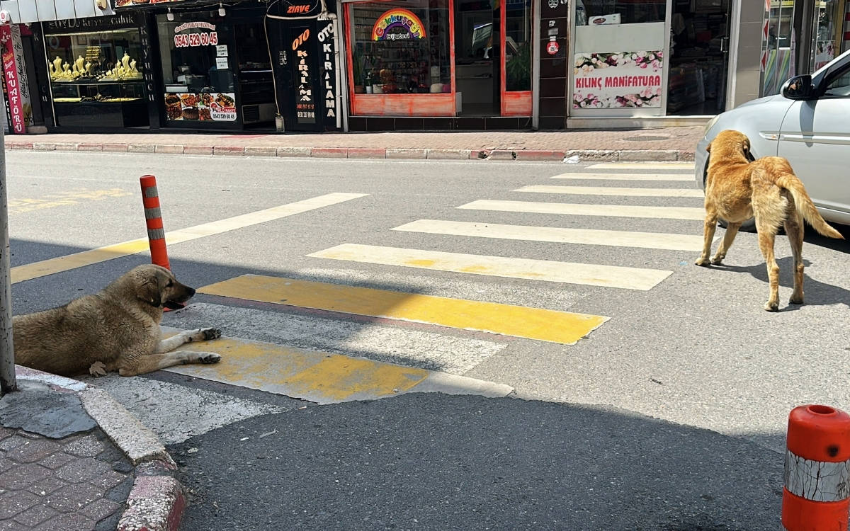 ‘Sahipsiz hayvanlara yönelik düzenleme’: Diğer ülkelerde nasıl?