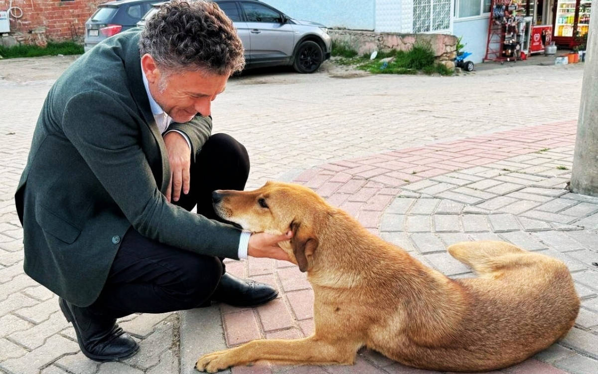 "Gıda güvenliğini yok eden AKP, suçu sokak hayvanlarına atıyor"