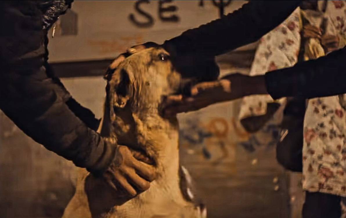 "Hiçbir CHP belediyesi sokak hayvanlarına yönelik 'ötanazi' uygulamasını kabul etmeyecek"
