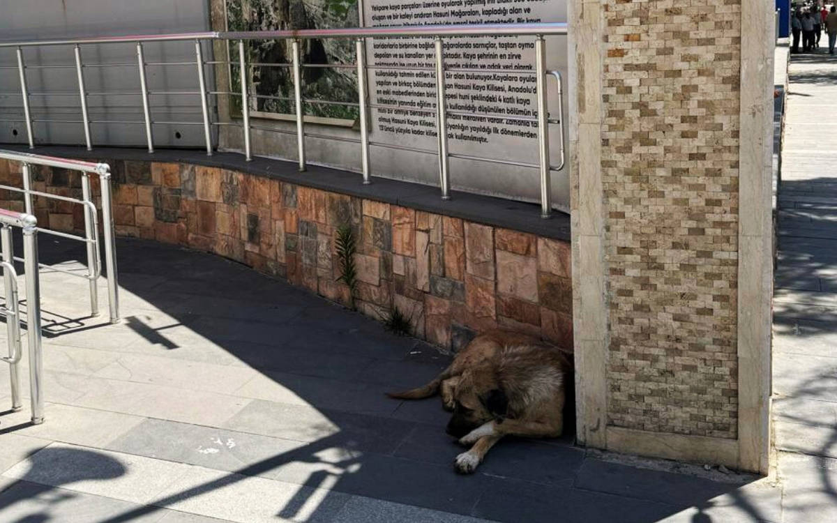 Silvan Belediyesi: Tedavisi biten hayvanları aldığımız yere bırakacağız