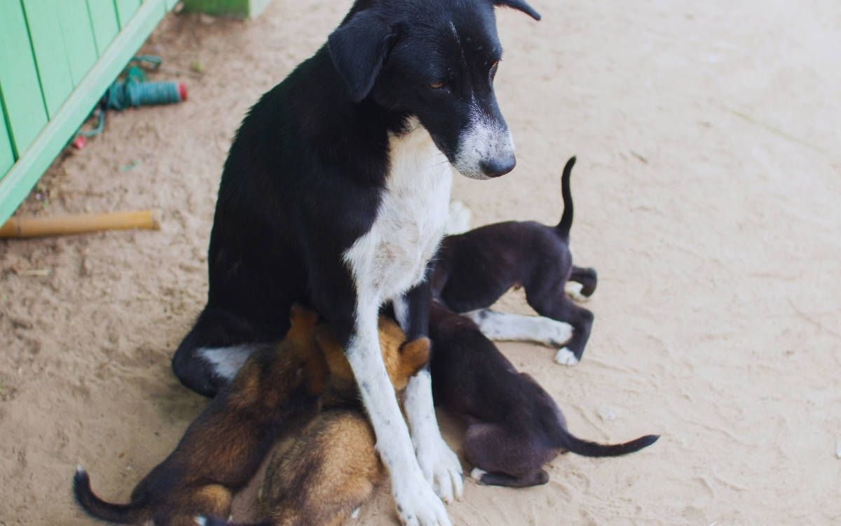 “Bakımevindeki köpeklerin öldürülme gerekçeleri nedir?”