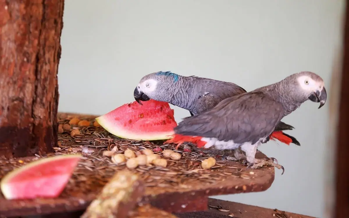 Over 250 parrots rescued from smuggling attempt in İstanbul