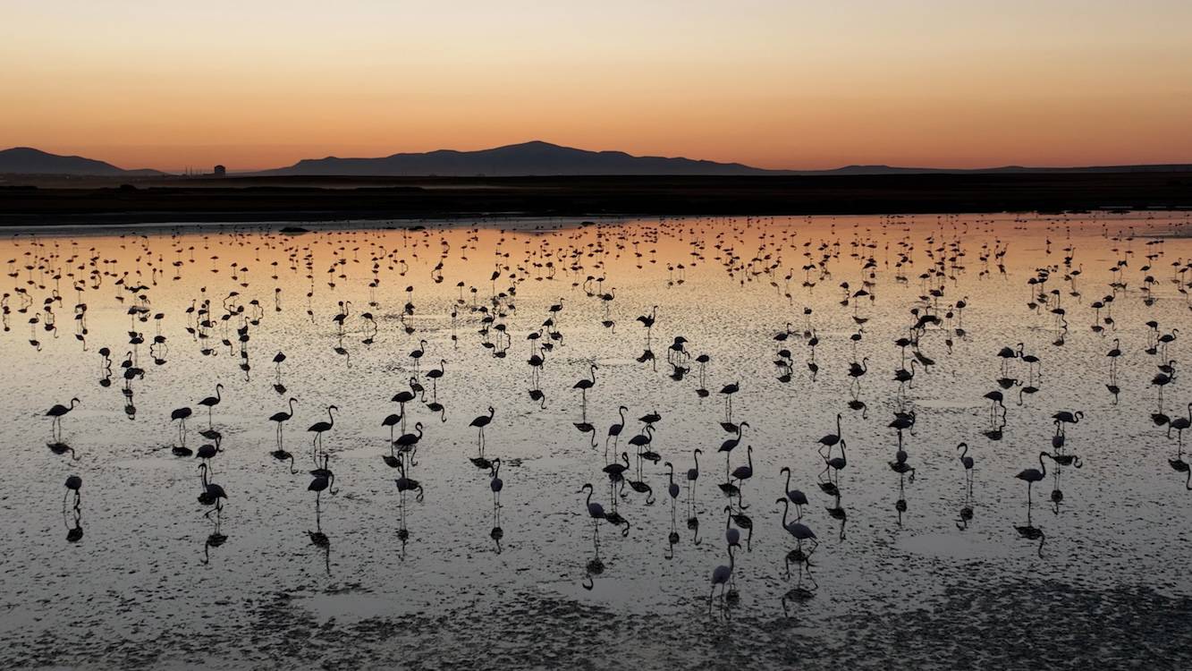 Tuz Gölü'nde bu yıl toplu flamingo ölümü olmadı