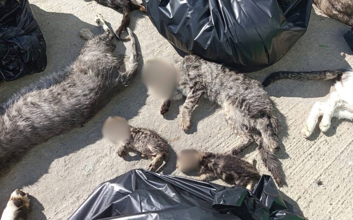 Dozens of cats and dogs poisoned to death in Turkey’s Kocaeli, local authorities blamed