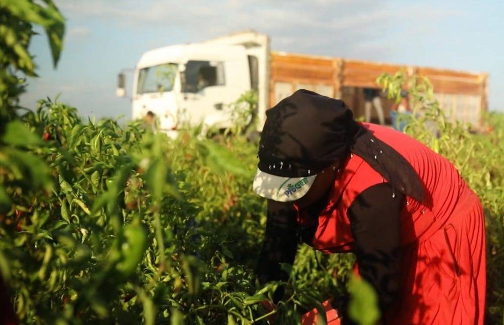 Out of sight: Child labor remains a social blindspot in Turkey’s agriculture sector