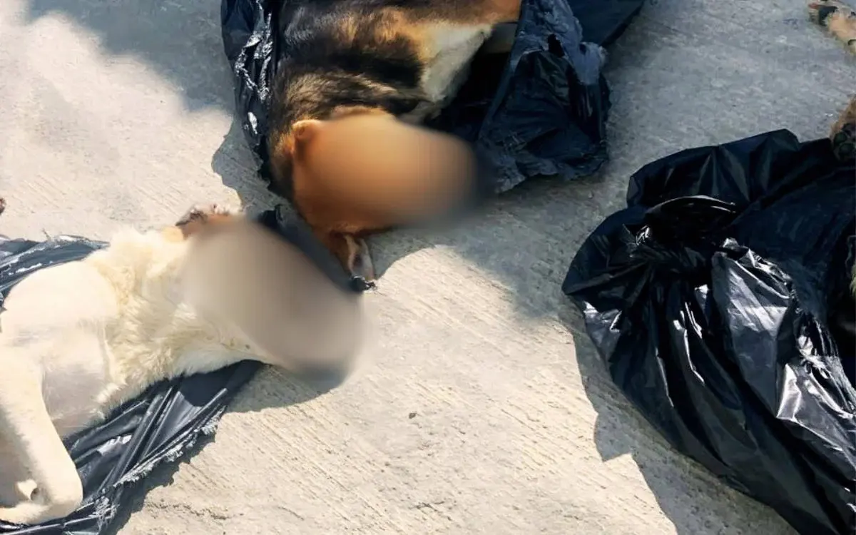 Kocaeli animal massacre: Footage reveals municipal workers injecting animals despite mayor's denial