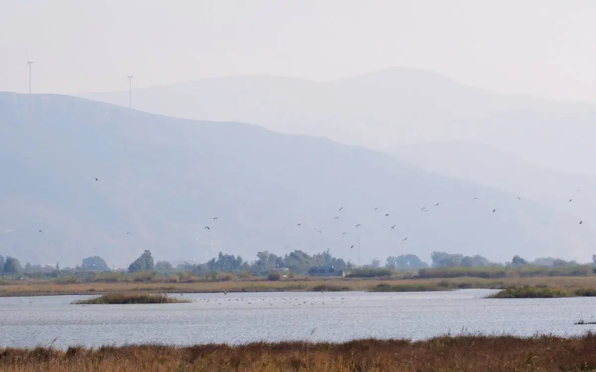 Milleyha: Migratory birds' gateway to Turkey threatened by earthquake debris