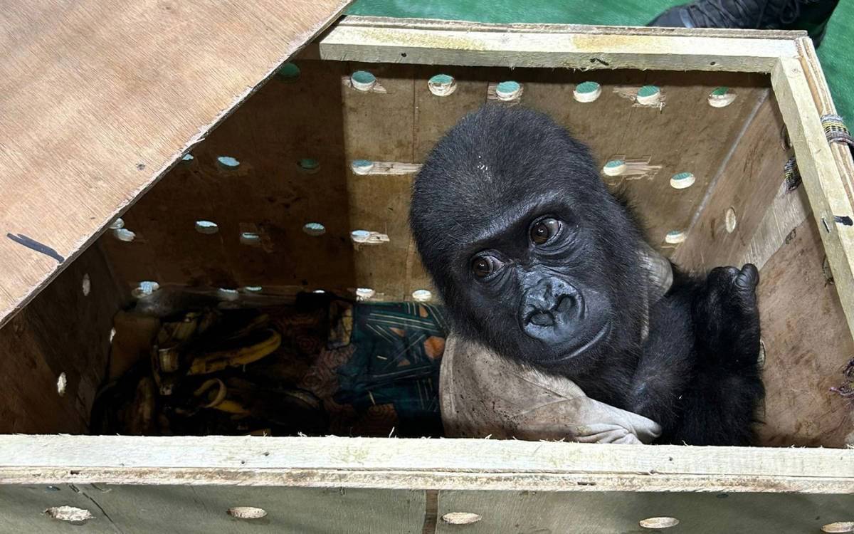 Smuggled baby gorilla seized at Istanbul Airport in good health