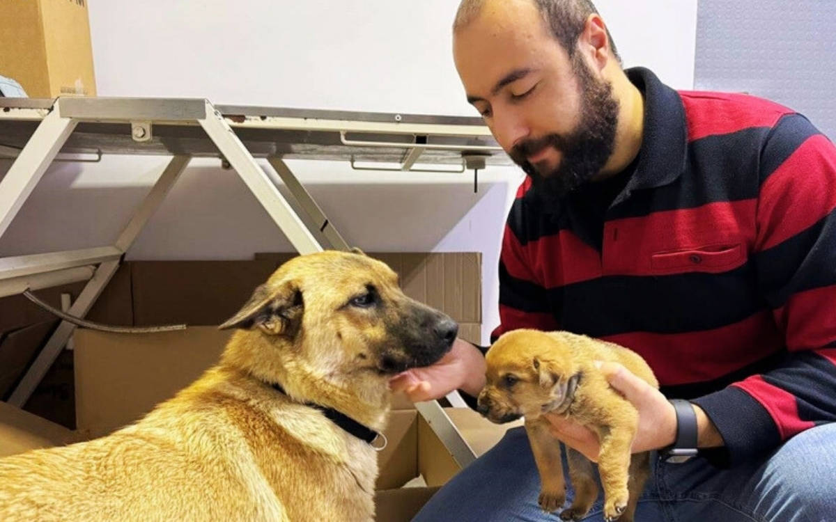 İstanbul'da bir köpek, ölmek üzere olan yavrusunu veterinere getirdi