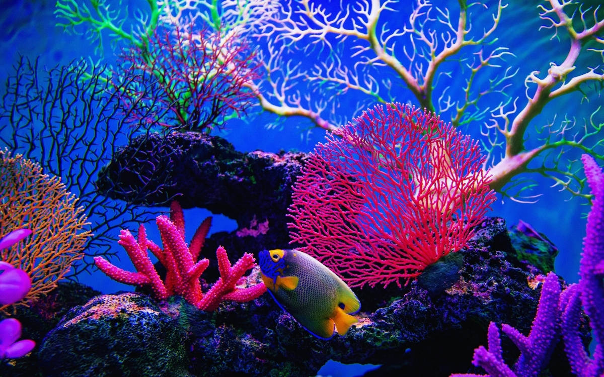 Dünya mercanlarının yüzde 84’ü şiddetli beyazlamayla karşı karşıya