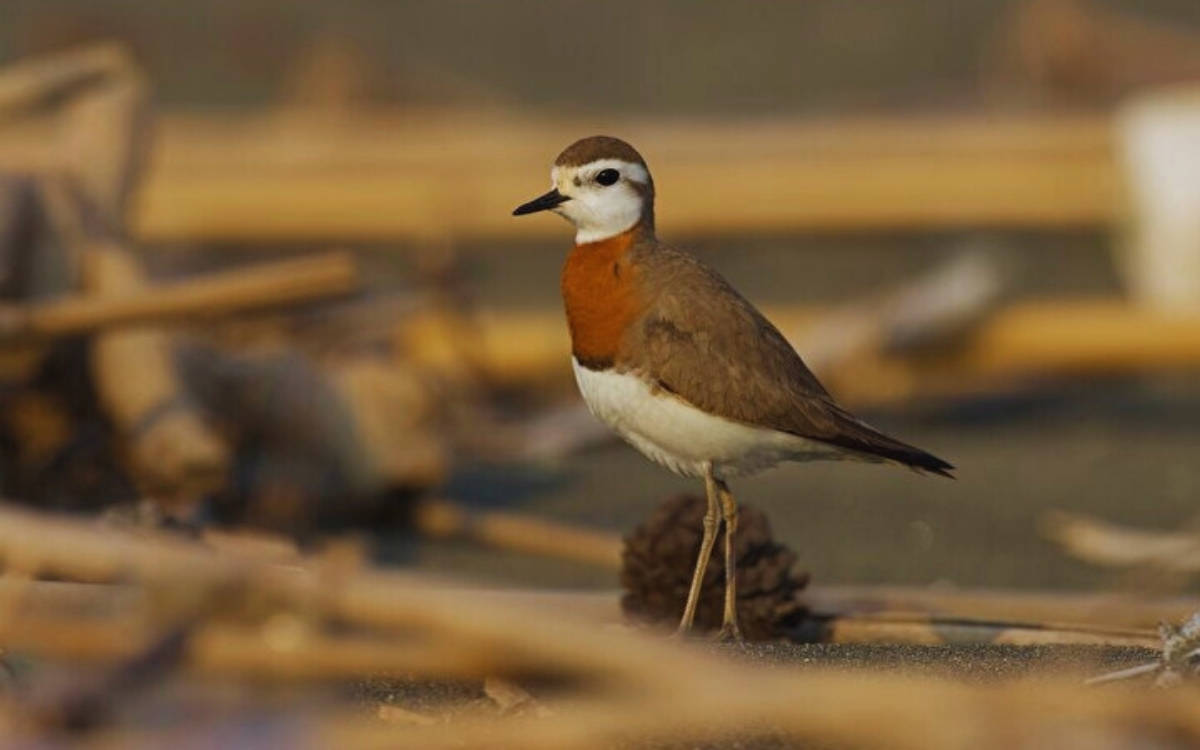 Milleyha Kuş Cenneti için koruma kararı