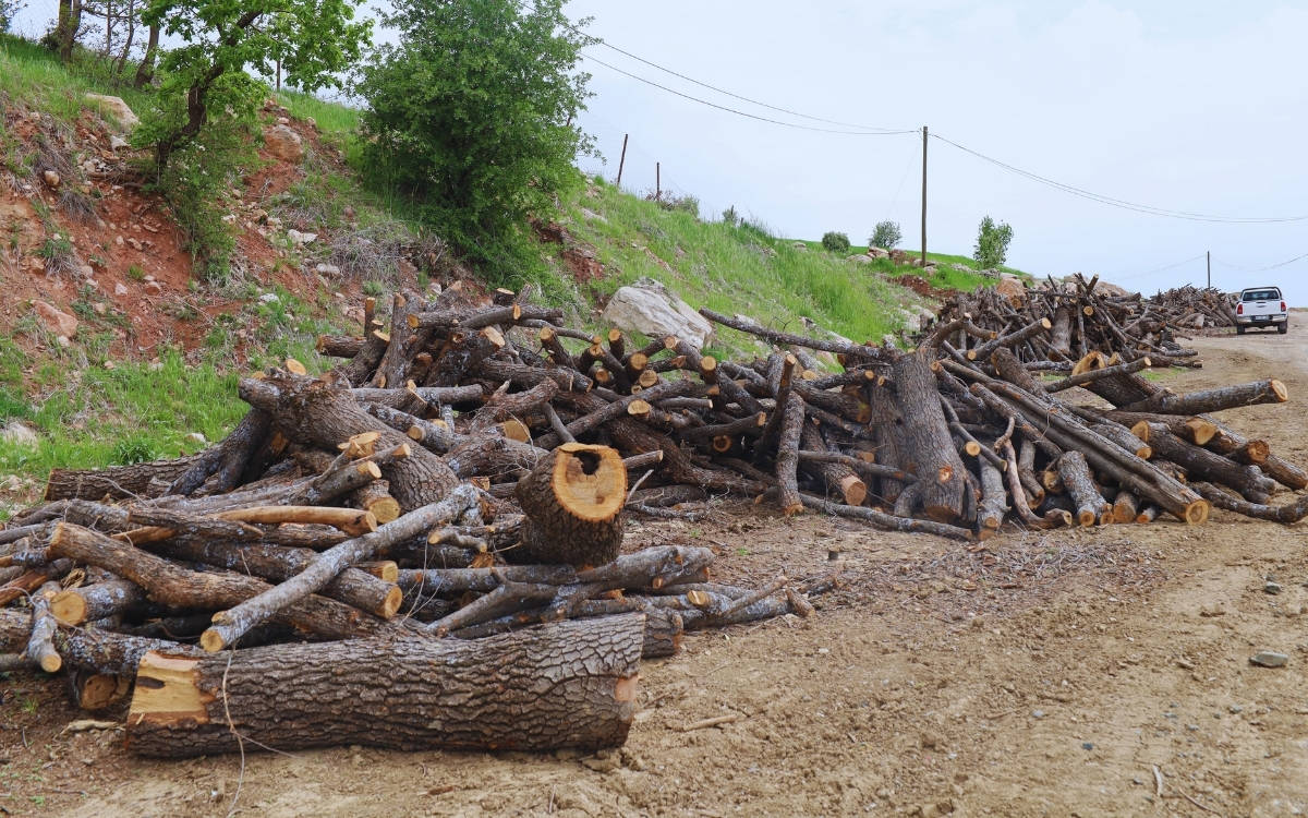 "Şırnak'taki ağaç kesimlerinin yasal dayanağı nedir?"