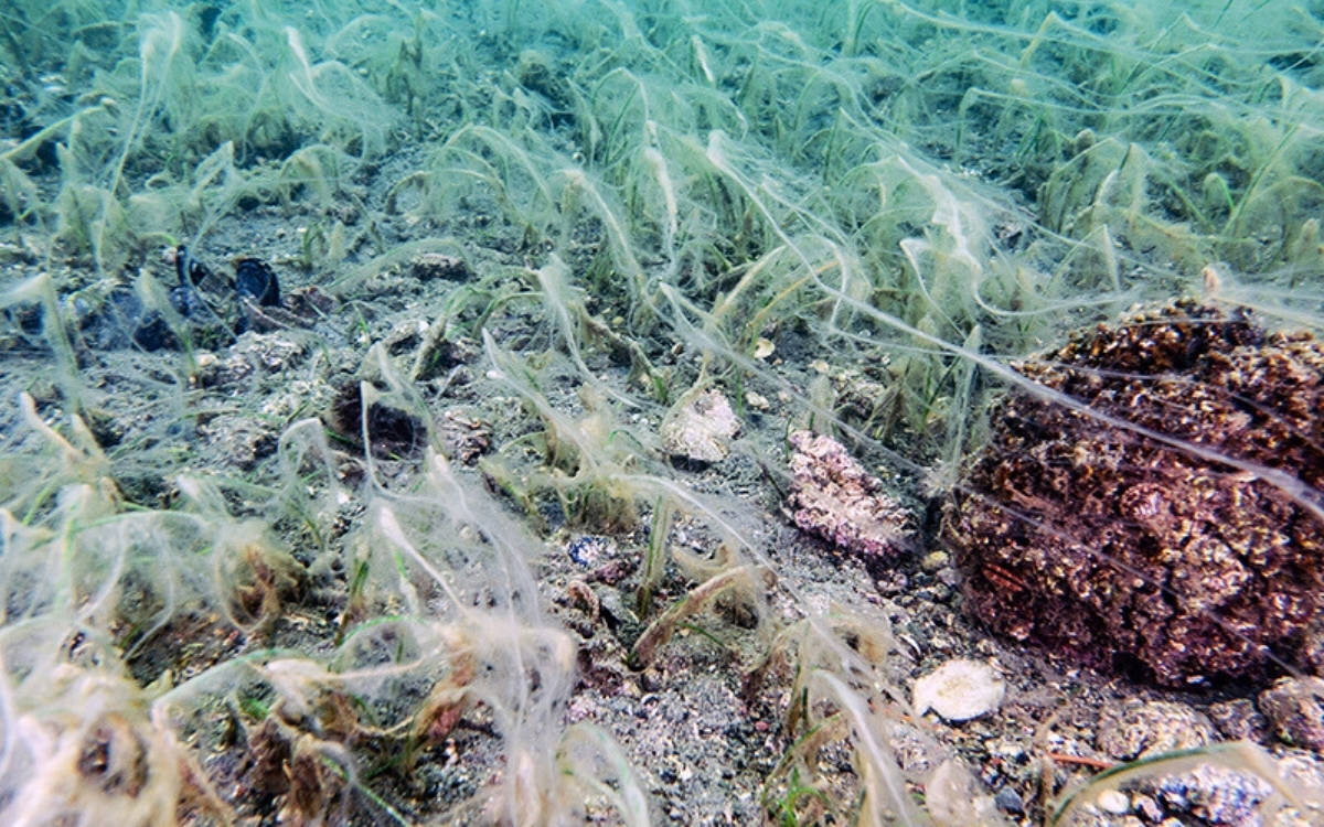 Saros Körfezi'ne ulaşan müsilaj, deniz çayırlarını tehdit ediyor