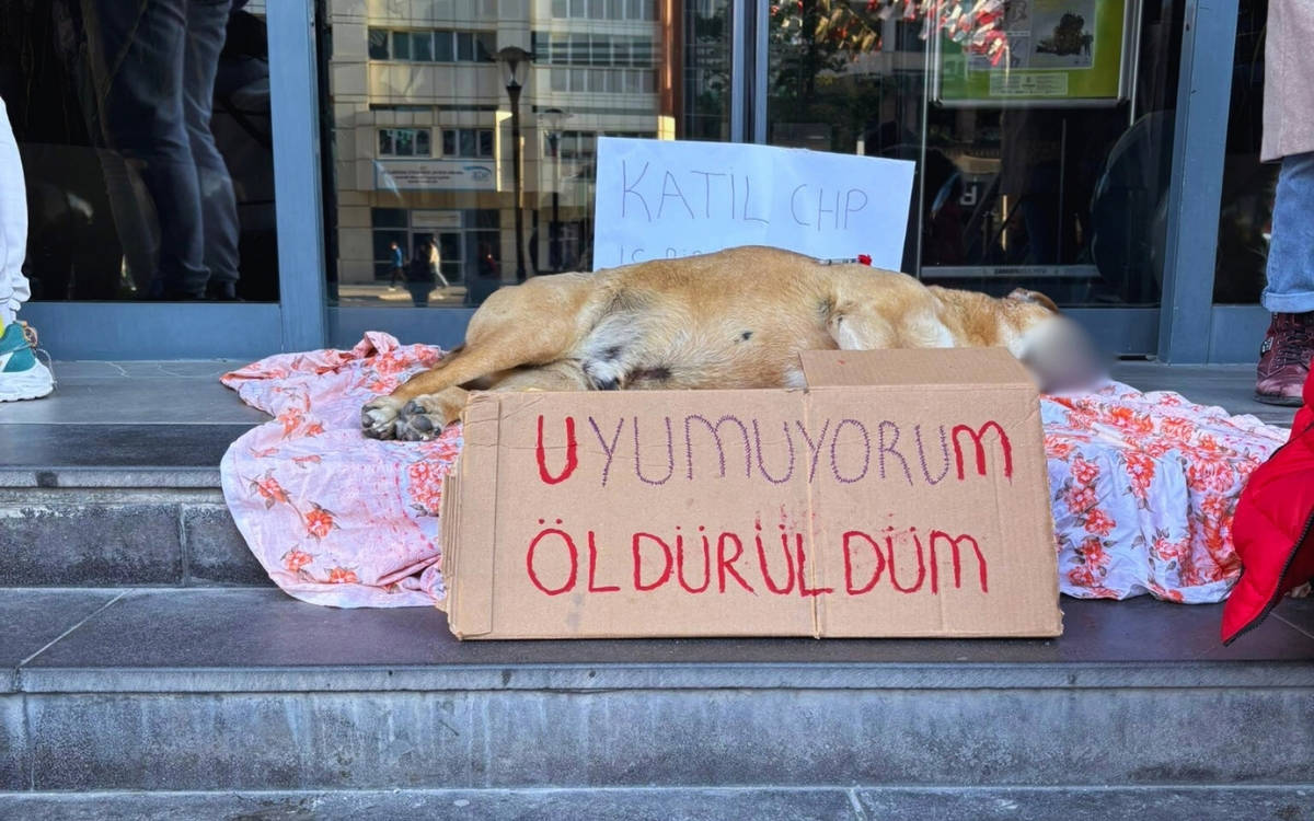 Çankaya'da öldürülen köpekle ilgili belediyeden açıklama