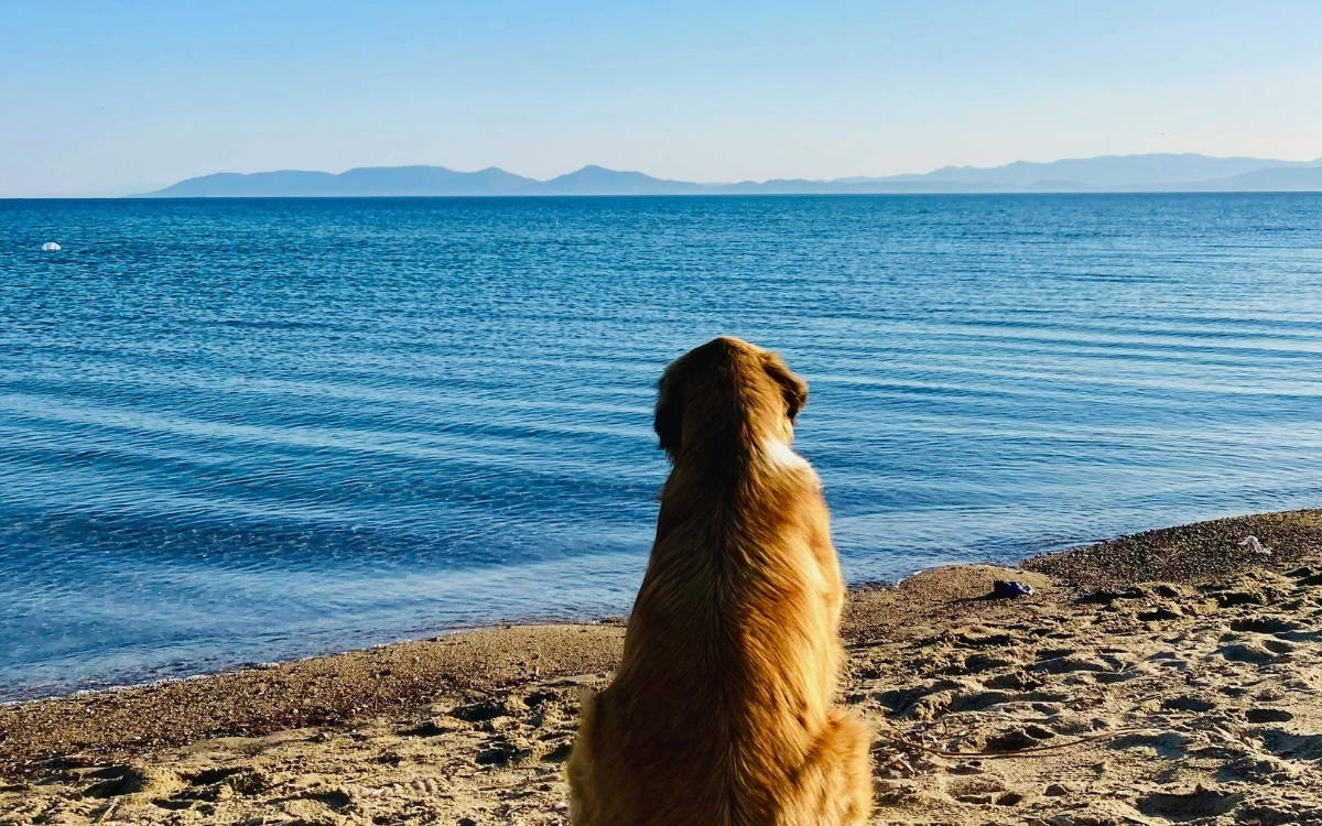 Son iki yılda neredeyse her ay sıcaklık rekoru yaşandı