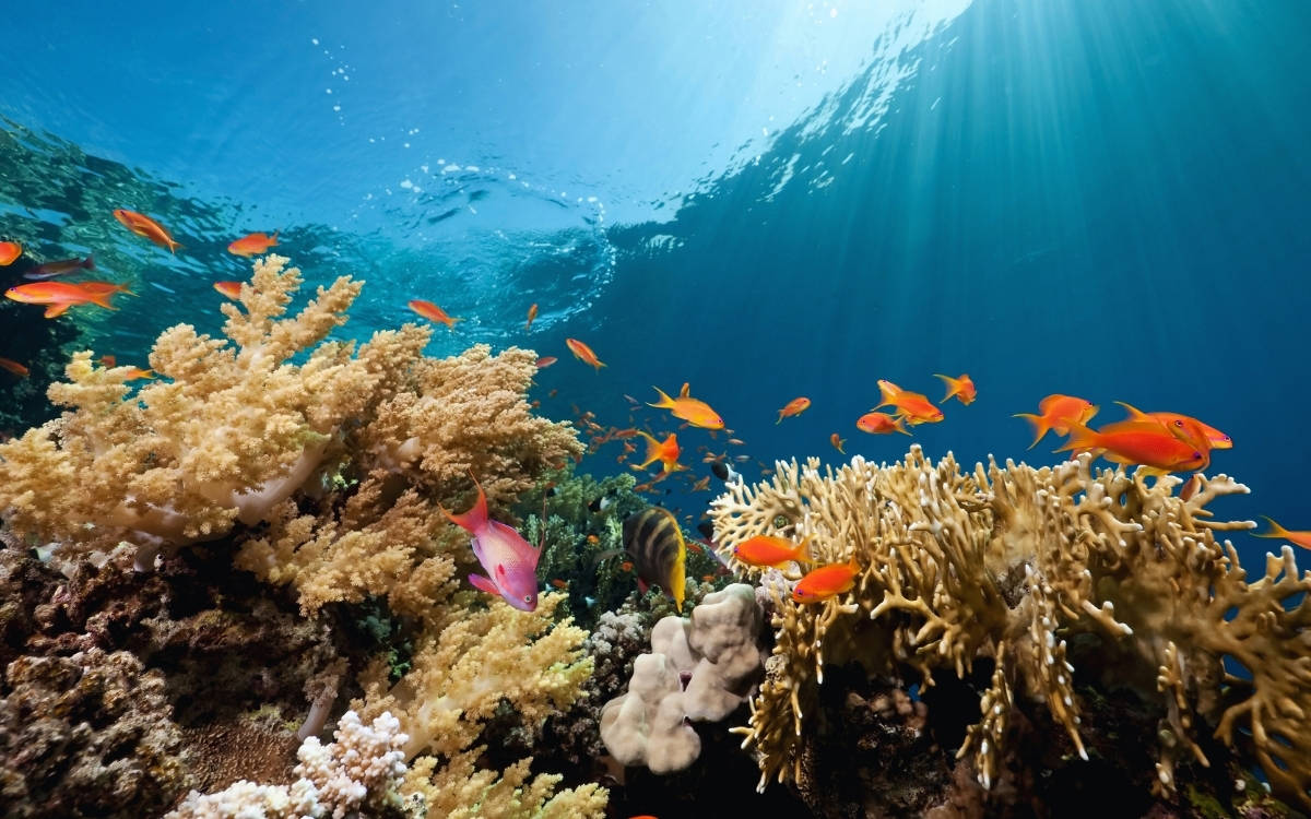 Greenpeace: Küresel Okyanus Antlaşması onaylansın