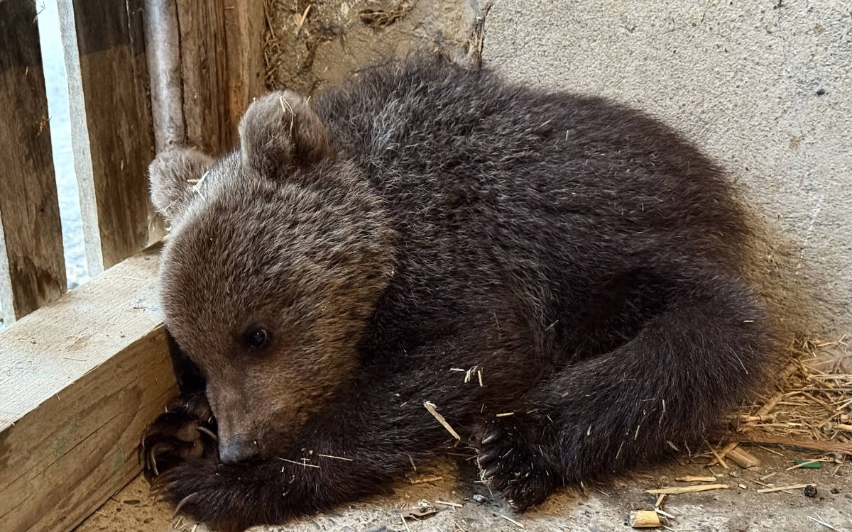 Sinop’ta bitkin bulunan yavru ayı koruma altına alındı