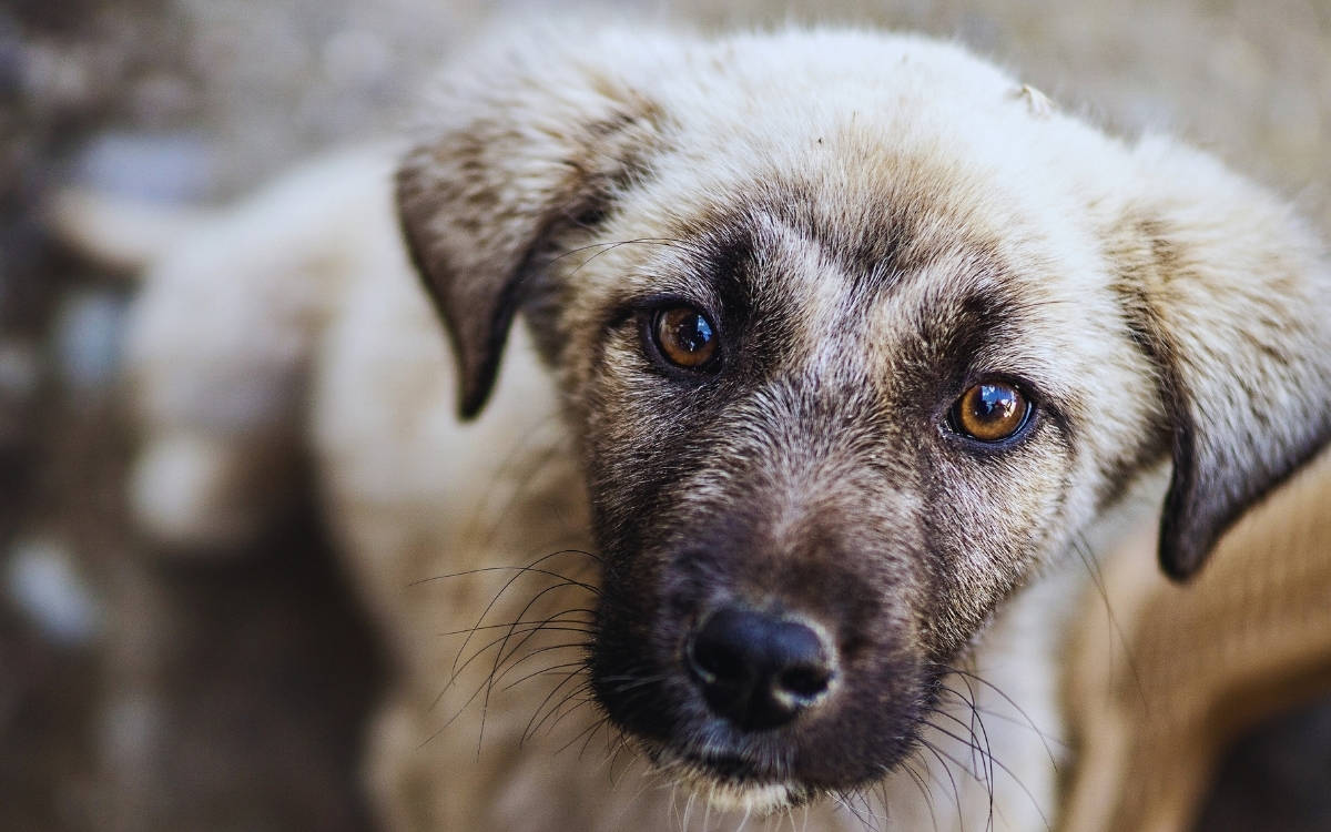 DEM Parti’den sokaktaki hayvanlar için araştırma önergesi