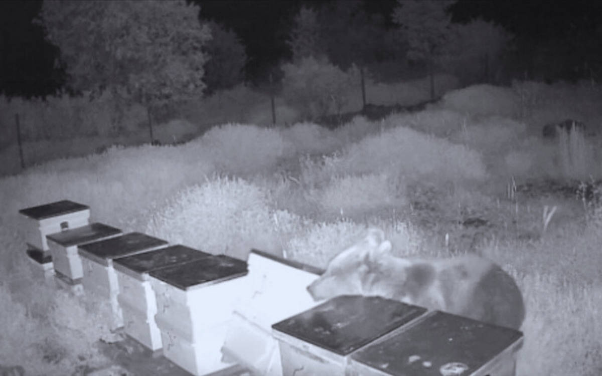 Antalya’da yiyecek arayan ayı kovanları dağıttı