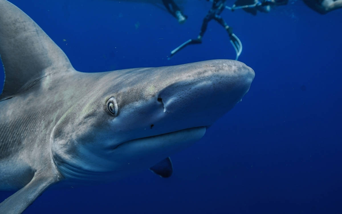 "Köpekbalığı yaşayan deniz sağlıklı denizdir"