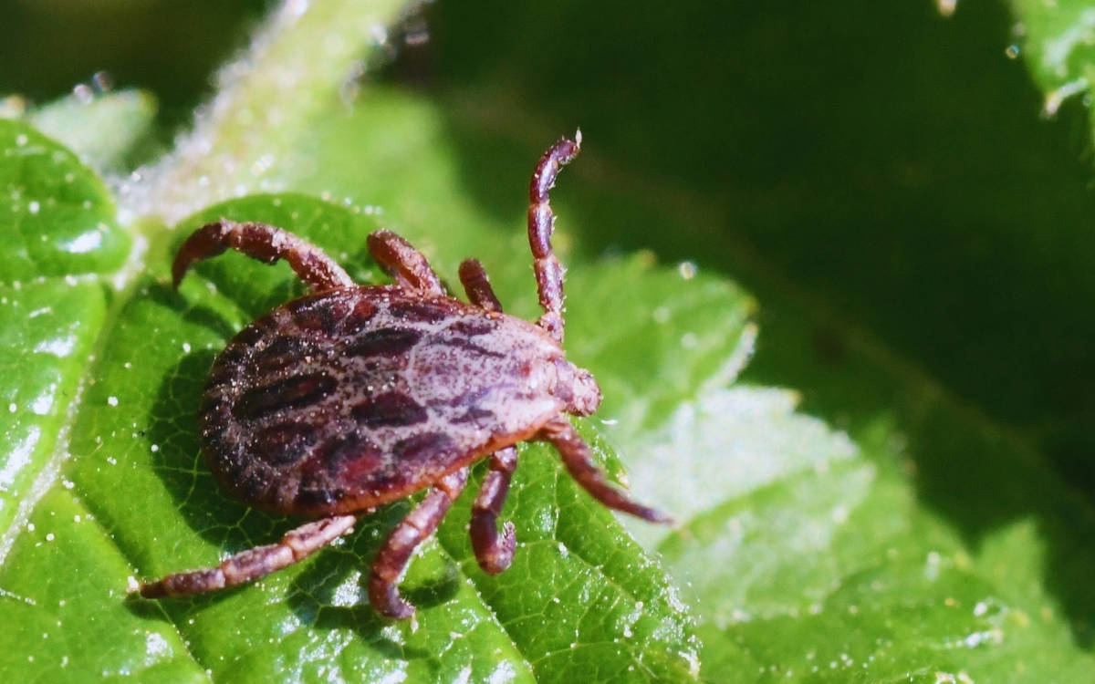 Kene vakalarındaki artış nedeniyle doğaya keklik ve sülünler salındı