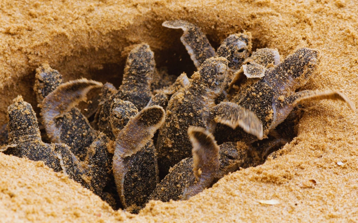 Antalya sahillerinde 1500 caretta caretta yuvası tespit edildi