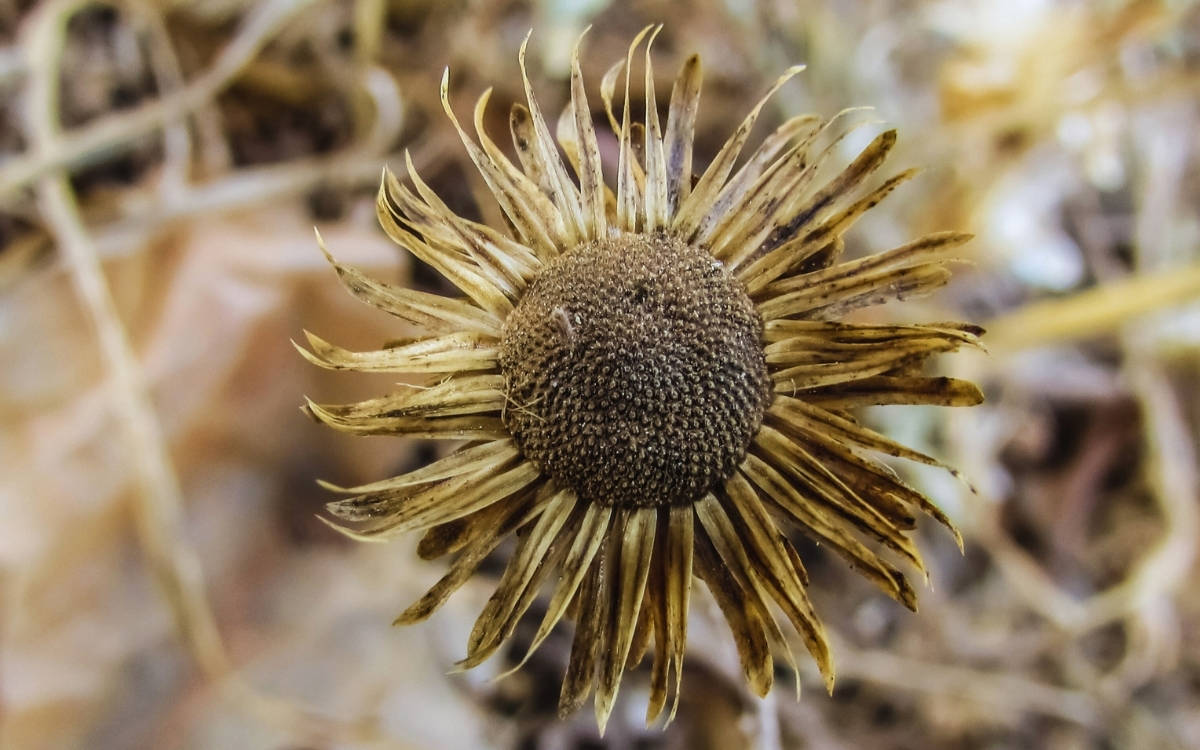 Son 120 yılda kuraklıktan etkilenen kara alanı iki katına çıktı