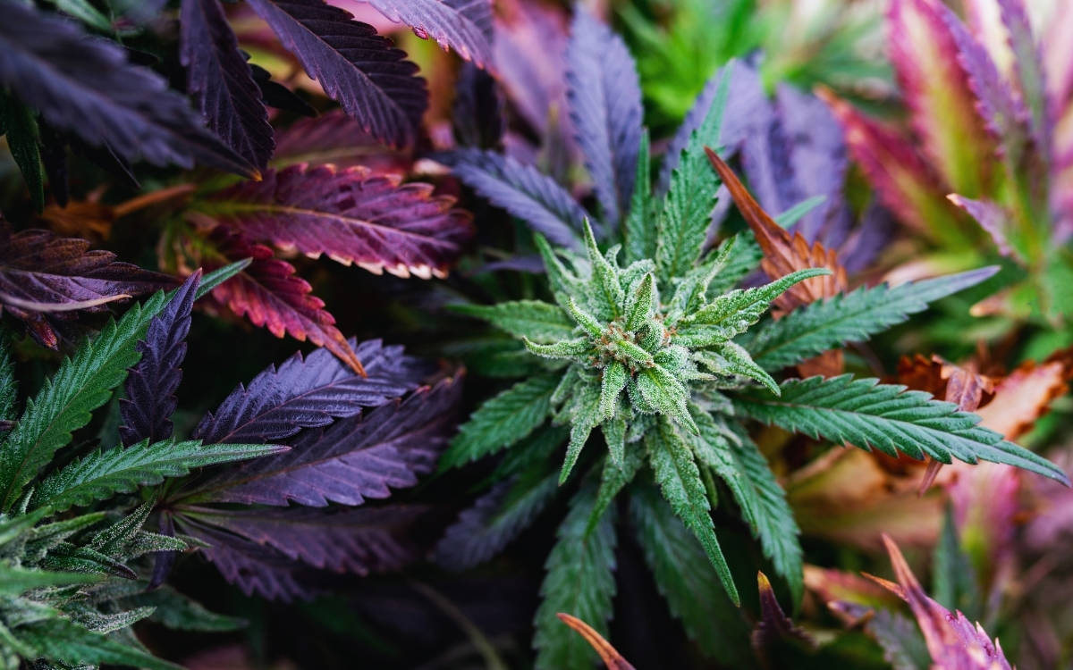 Bingöl'de 17 bin kök kenevir ve skunk ele geçirildi