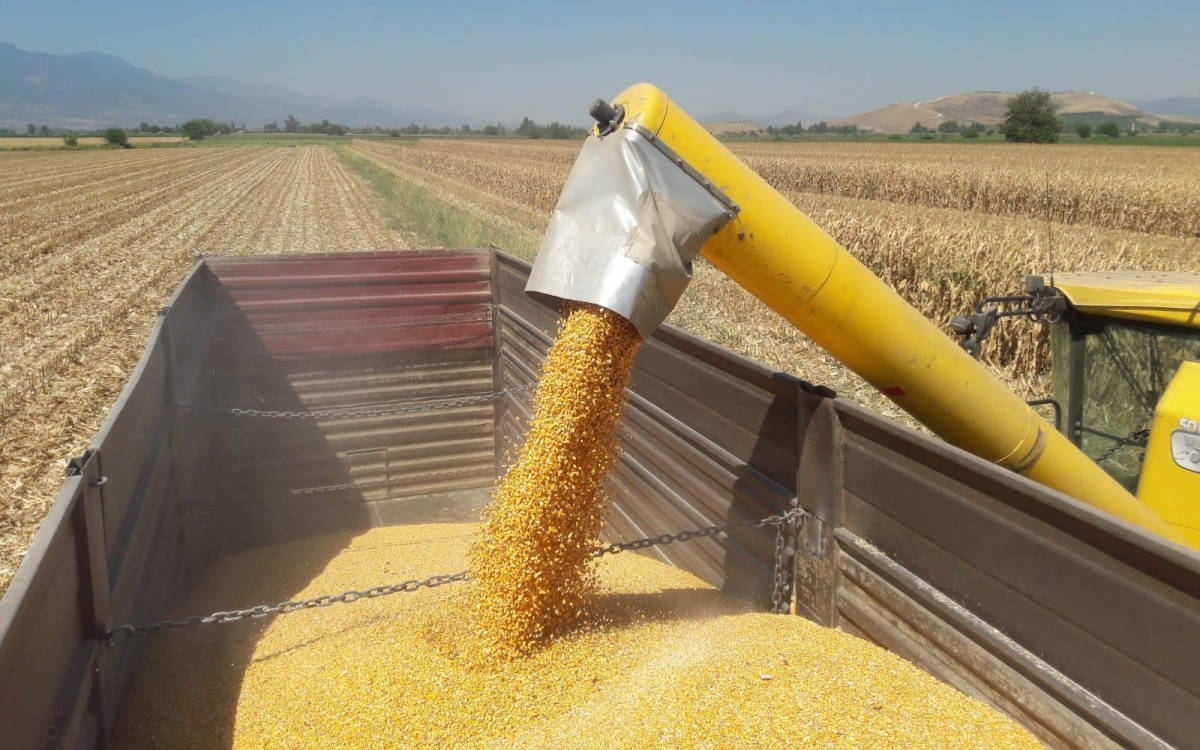 Hasat zamanında mısır üreticisine kötü haber: İthalata izin, yüzde sıfır gümrük vergisi