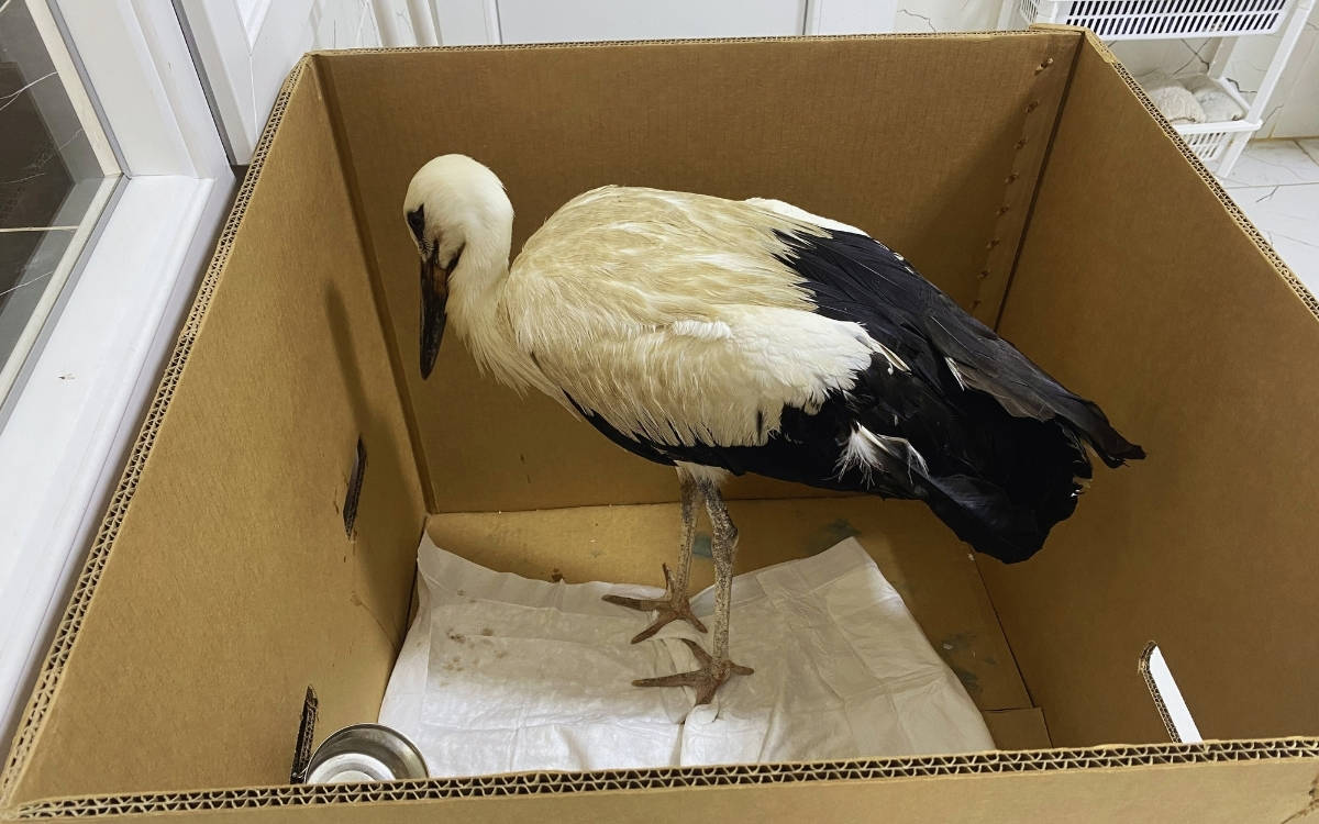 Manisa'da yorgun düşen leylek koruma altına alındı