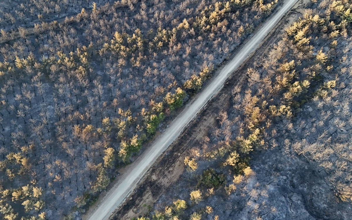 Tekirdağ'da çıkan orman yangını kısmen kontrol altına alındı
