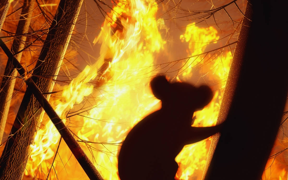 İnsan eliyle başlayan yangınlar, çok daha büyük alanlara yayılıyor