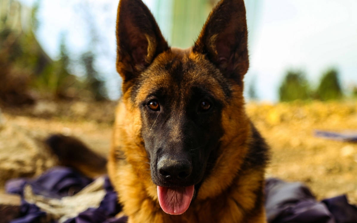 Hayvanları aşırı sıcaklardan nasıl koruyabiliriz?