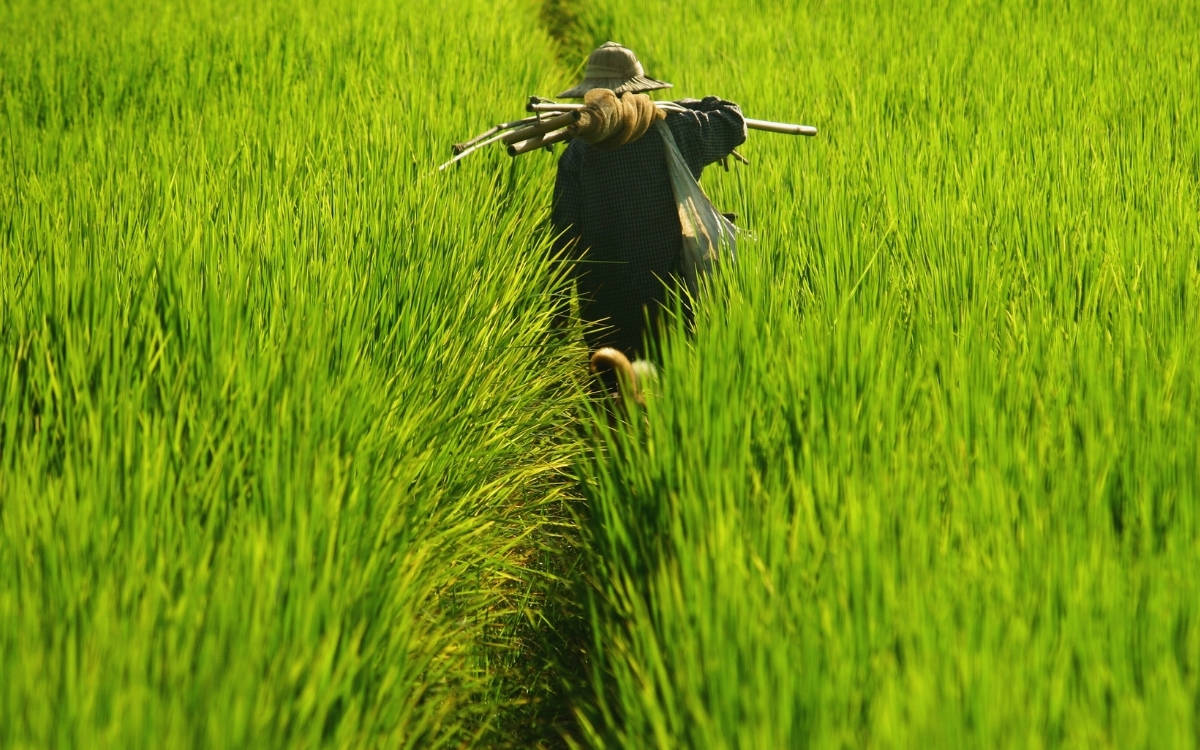 Mısır’da 18 kadın işçinin ölümü: Tarımda güvencesizliğe tepkiler yükseliyor
