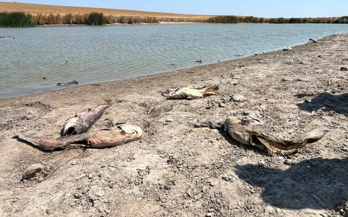 Tekirdağ'da kuraklık nedeniyle oksijensiz kalan balıklar öldü