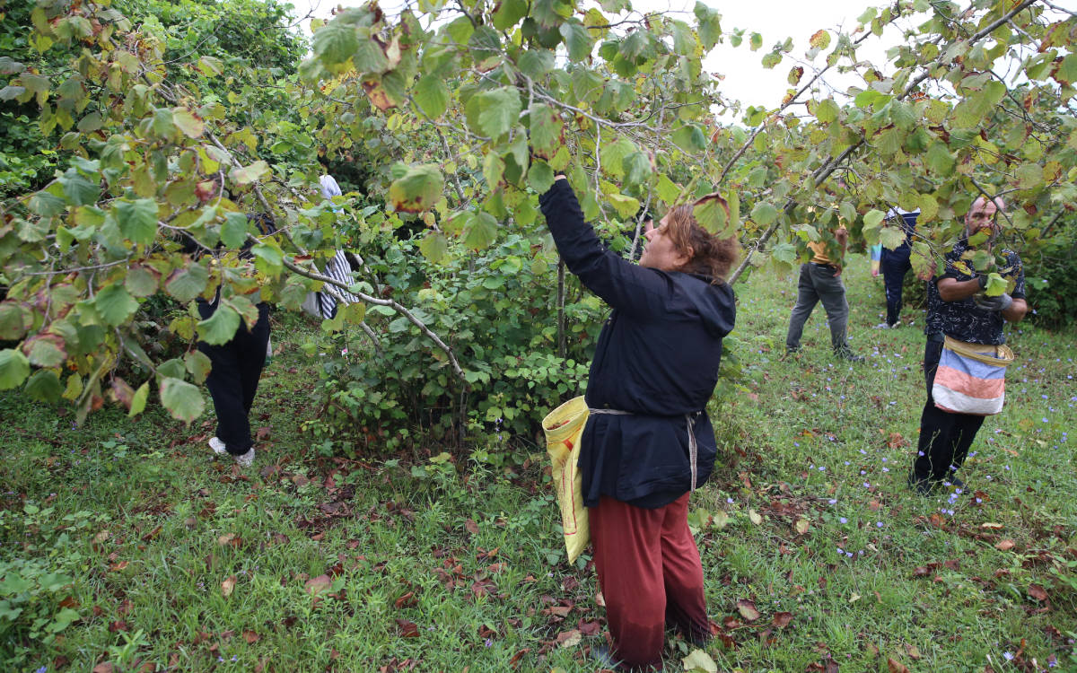 Fındıkta zirai don rekolteyi vurdu, TMO Giresun kalite için alım fiyatını 200 TL olarak açıkladı