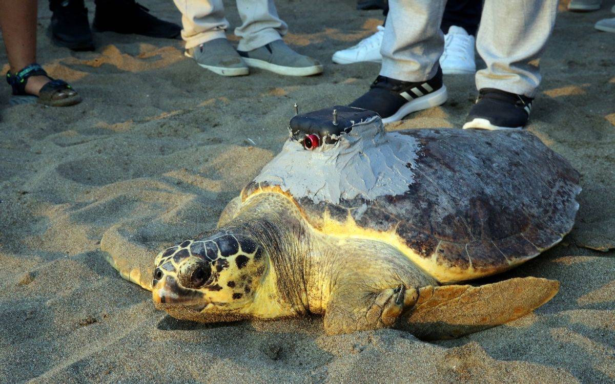 Uydu cihazıyla izlenen caretta caretta "Tuba" ikinci dünya turunda