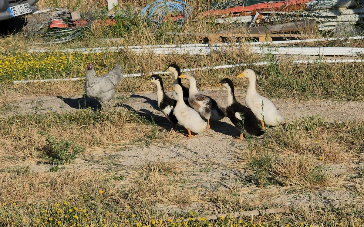 Amasya’da tavuk, ördek yavrularına ‘annelik’ yapıyor