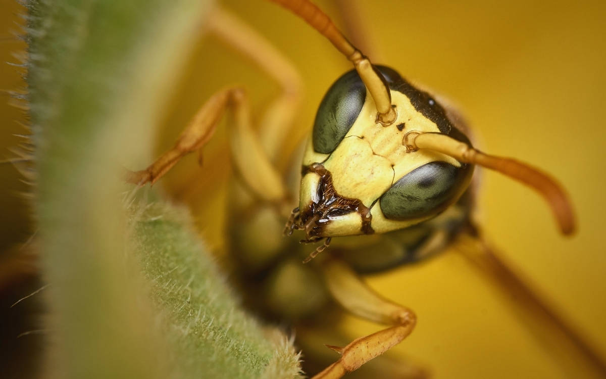 Aşırı sıcaklar nedeniyle Birleşik Krallık’ta eşekarısı patlaması