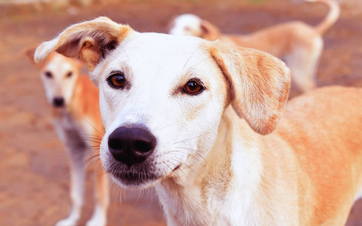 İstanbul Valiliği’nden sokaktaki köpeklerin ‘acilen’ toplatılması kararı