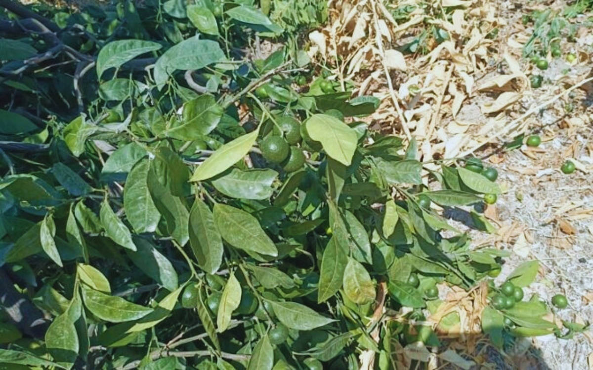 Kurtderesi Mahallesi’nde ağaçlar söküldü, halk nöbete çağırıyor