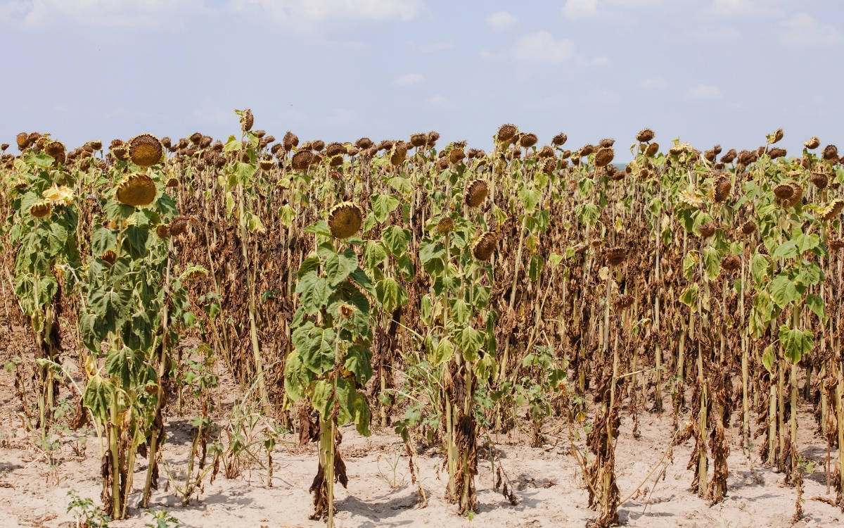 WMO: La Niña başlıyor, sıcaklıklar yine de normalin üzerinde