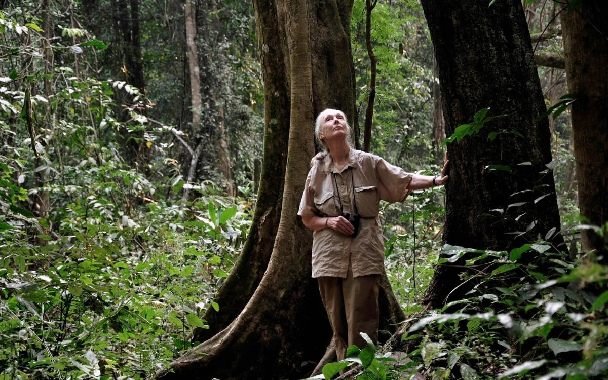 Jane Goodall kimdir?
