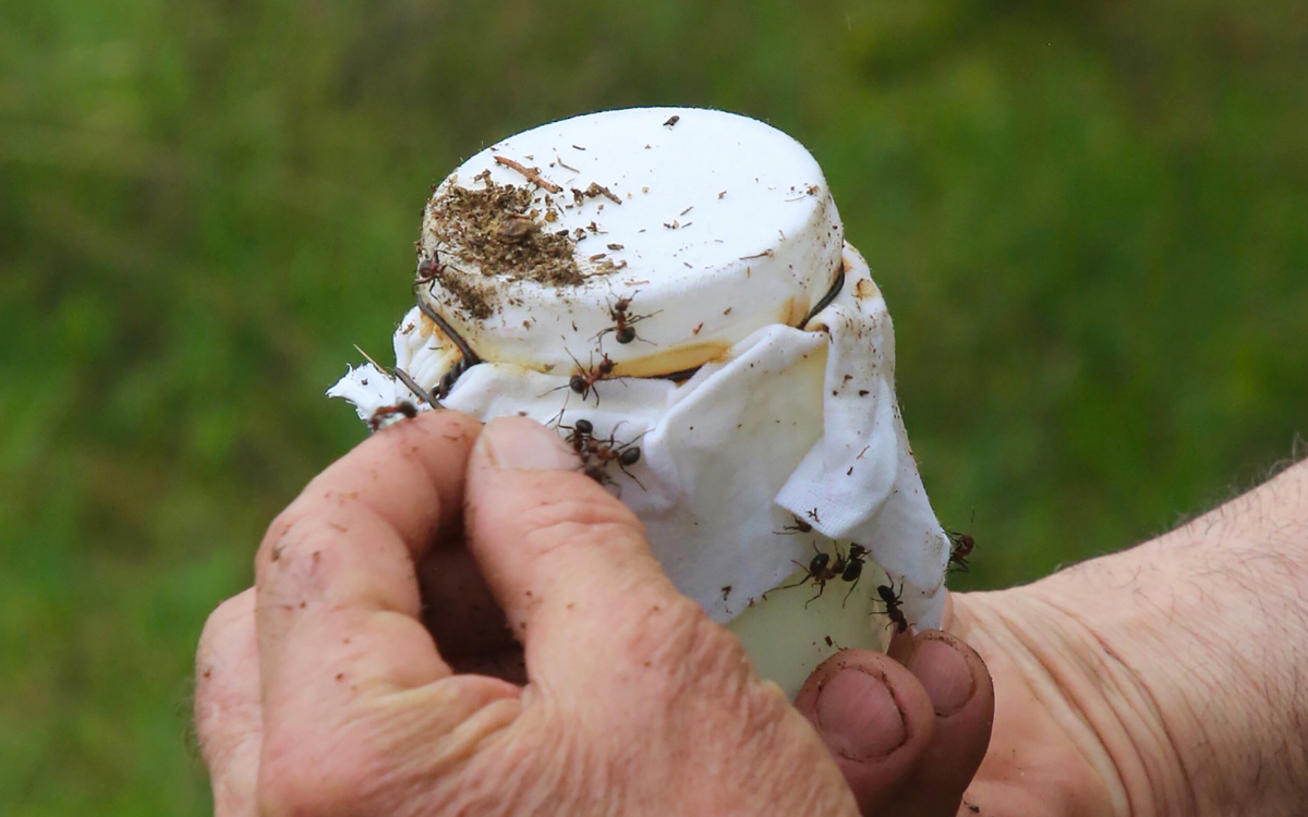 Bilim insanları bir Anadolu geleneğinin peşinde: Karınca yoğurdu
